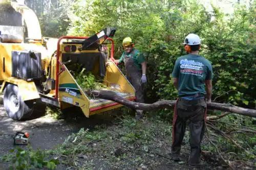 tree services Bee Ridge